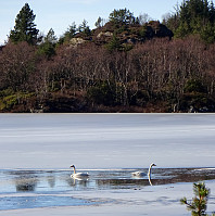 Two swans on Vorlandsvatnet
