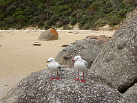 Two Silver Gulls at Whisky Bay, determined to get their share! :-)