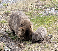 Wombat mother and her baby on Maria Island