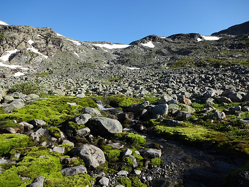 Nydelig moseleie blant steinrekkene som ligger igjen etter at breelva fra Falkebreen har minket og skiftet løp