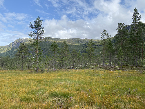 Torekovstølen over gulnende høstmyr