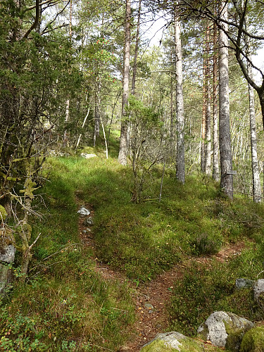 Andre stidele etter Skurvåna; her må ein ta til venstre for Steinfjellet. Denne stien går til hytta ovanom Bakken, medan det er skilta sti mot Skurvedalen til høgre