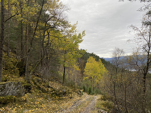 Haustgul osp ovanom Aksland