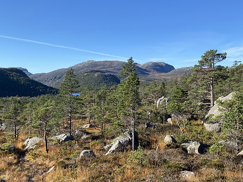 Typisk natur i verneområdet som omfattar Longavatnet og Forenesvatnet. Reinaknuten dominerer i bakgrunnen