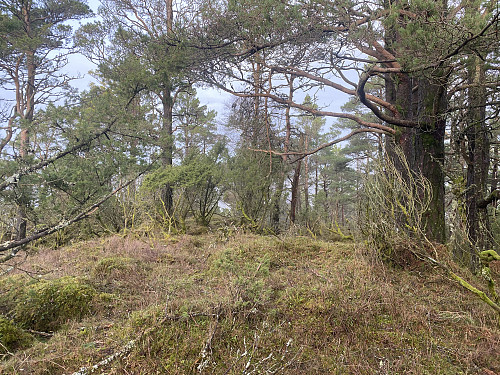 Anonymt toppunkt i skogen på Vardåsen