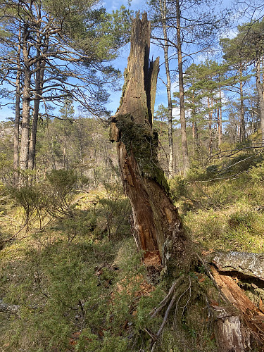 Ekte urskog med sjølve toppen som kulisse bakanfor