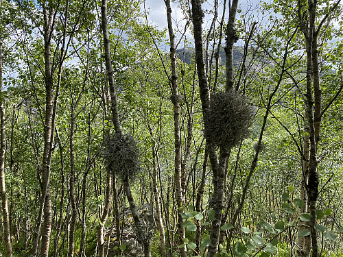 Naturen sitt eige underverk