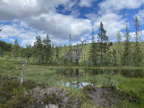 Idyllisk tjørn og urskog, typisk for dette uberørte landskapet