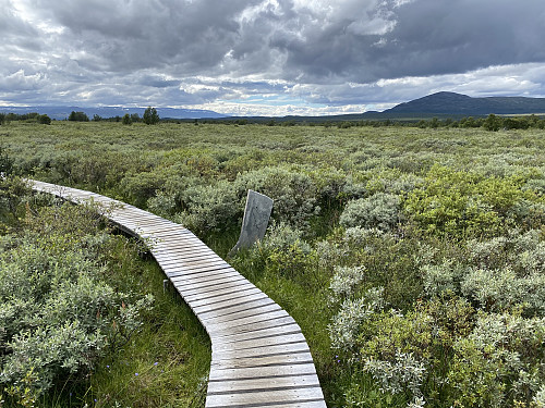 På Fokstumyra som i akkurat disse dager feirer 100 år som Norges første naturreservat, opprettet 18. august 1923