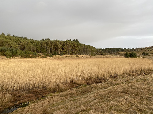 Flott sivmyr ved Heggheimsstemmen