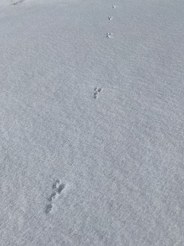 Ein liten krabat har gjort nokre utruleg lange byks. Spora liknar på haren sine, men kvar sporgruppe er ikkje større enn eit kredittkort, og avstanden mellom dei er opptil 50 cm