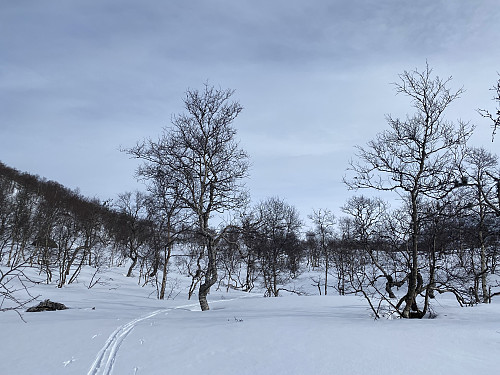 Flotte forhold øvst i Maradalen med livd og nysnø!