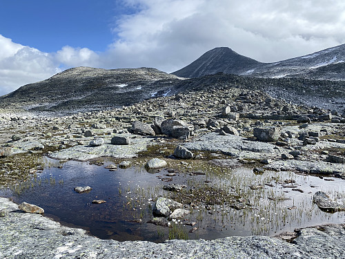 Mykt innslag av myrull i ellers barske omgivelser. Vestraste Hestbrepiggen i bakgrunnen