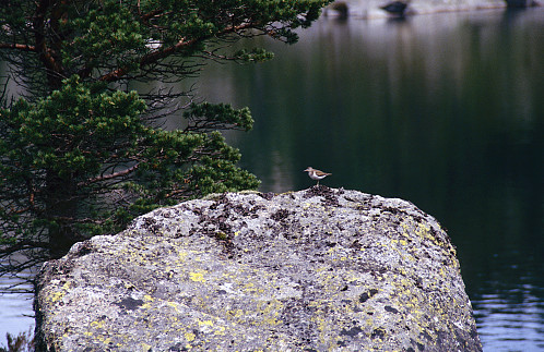 Strandsnipe