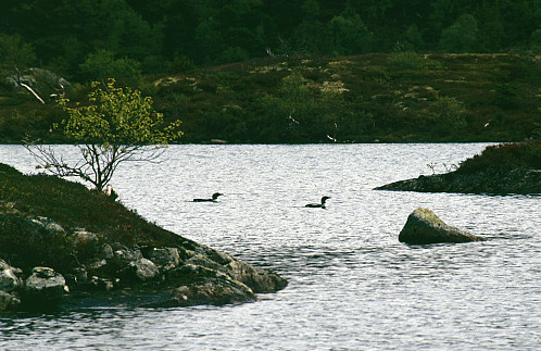 Flott observasjon av eit storlom-par