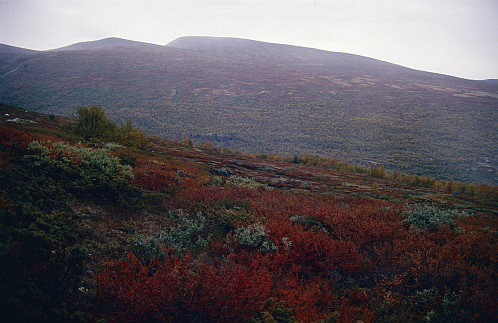 Haustfargar på Dovrefjell