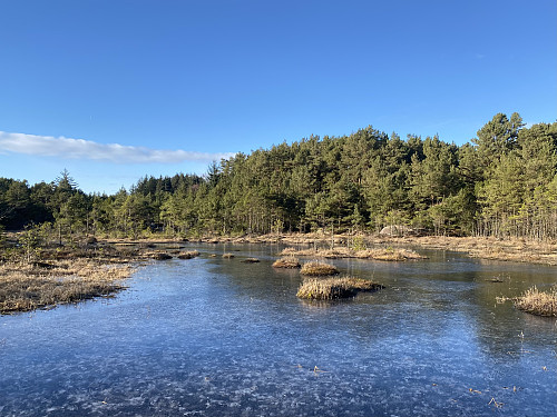 Fine forhold på Bergemyr, skeisemyra vår