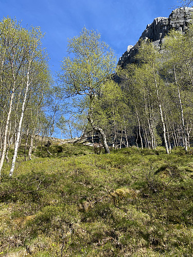Her er urskog av både fore og bjørk, med tre i alle stadier av liv og død