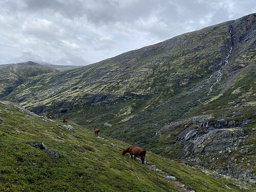 Kyrne trekker nedover for kvelden