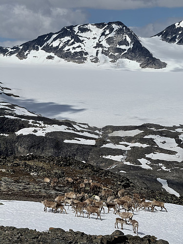 Reindeer with Memurubrean in the background!