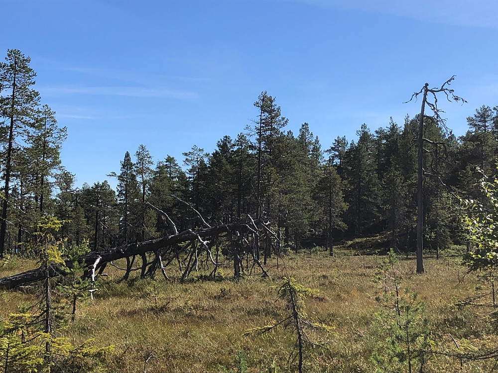 Flott landskap å gå i