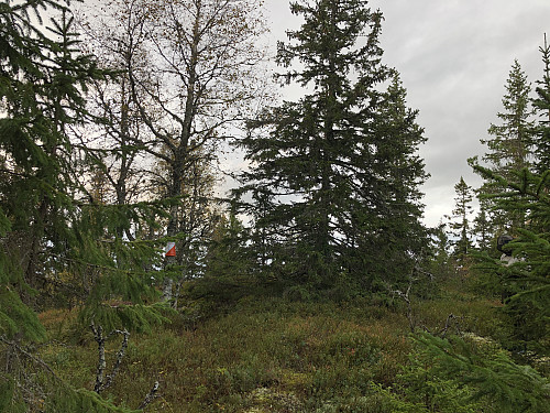Stubbdalskampen med tur-o post