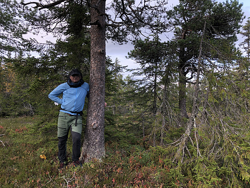 Skjermet mot hjortelusflua på Klantefjell 