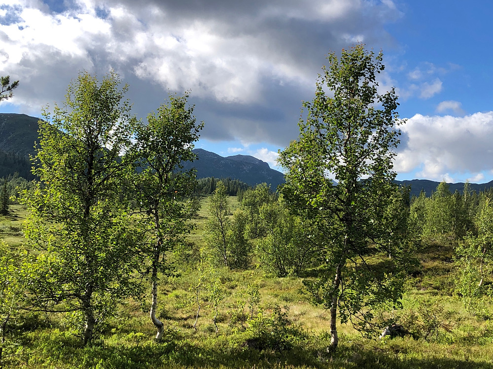 Brattefjell lengst bak midt i mot. Bilde fra hytta.