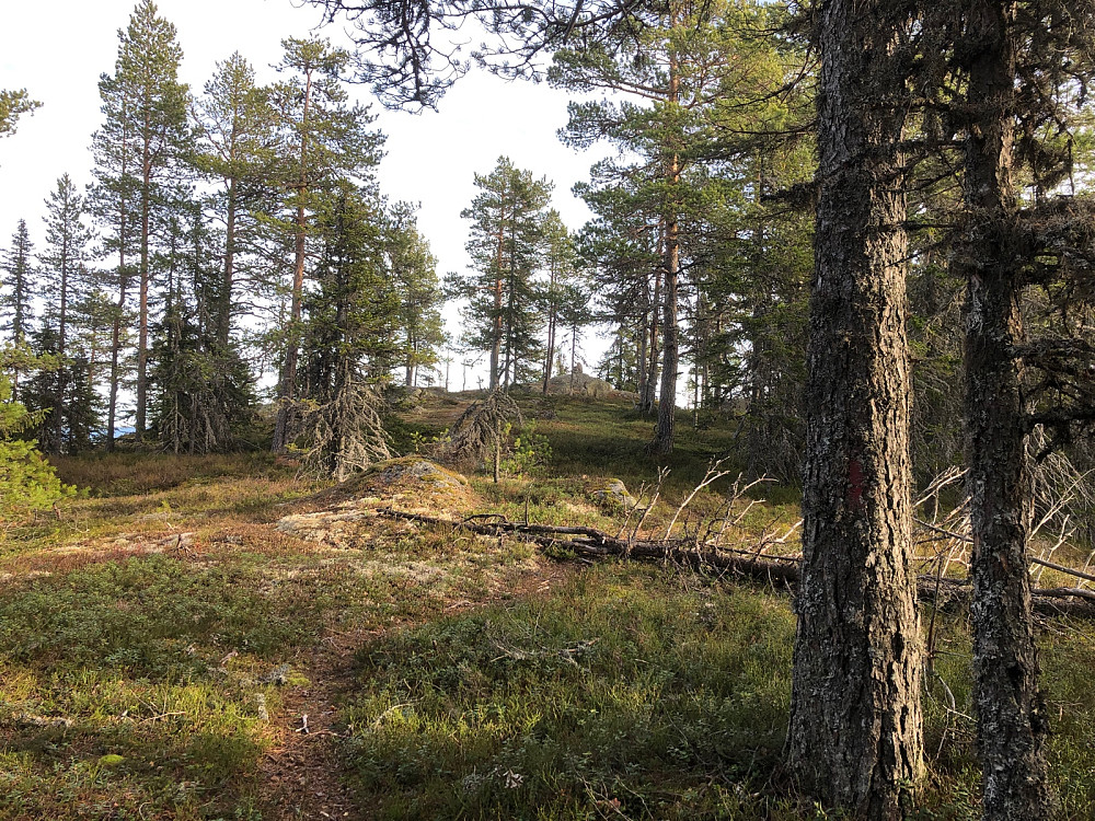 Somdalskollen