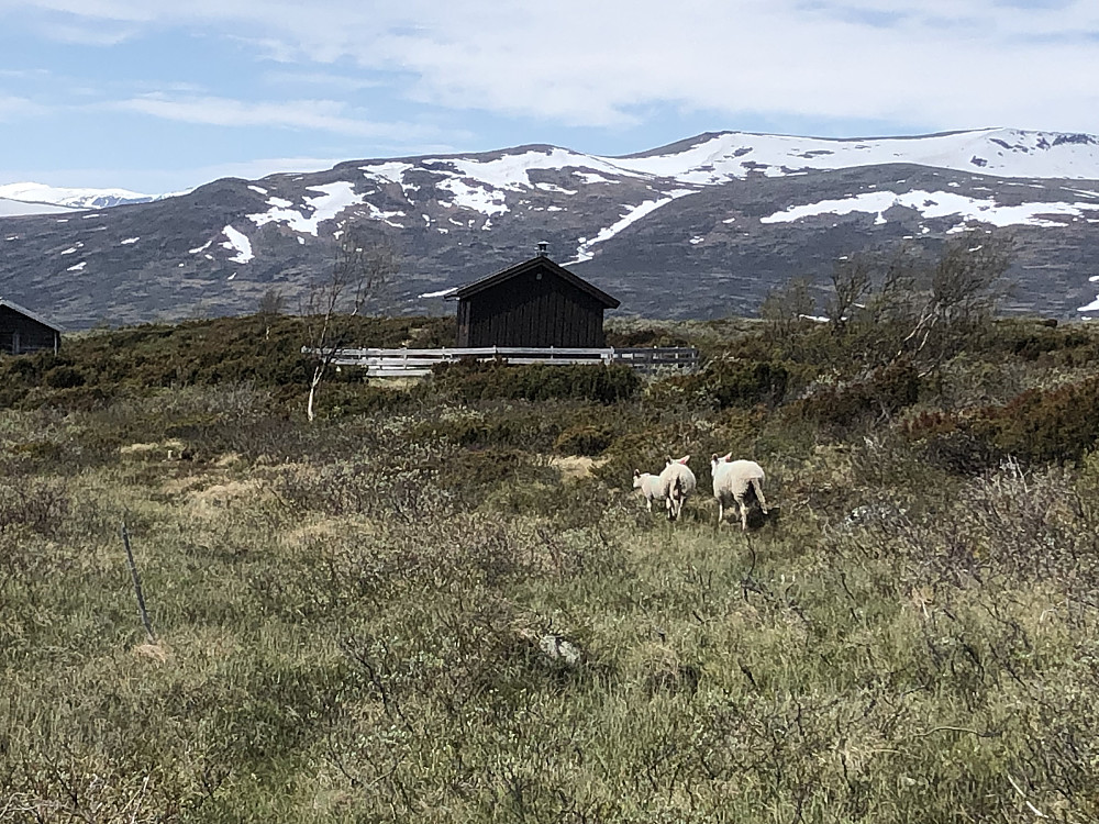 Sauer ledet oss til Titrebue