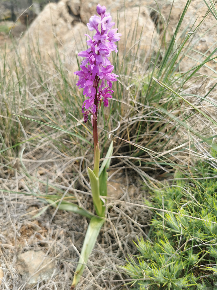 Orchis morio? 