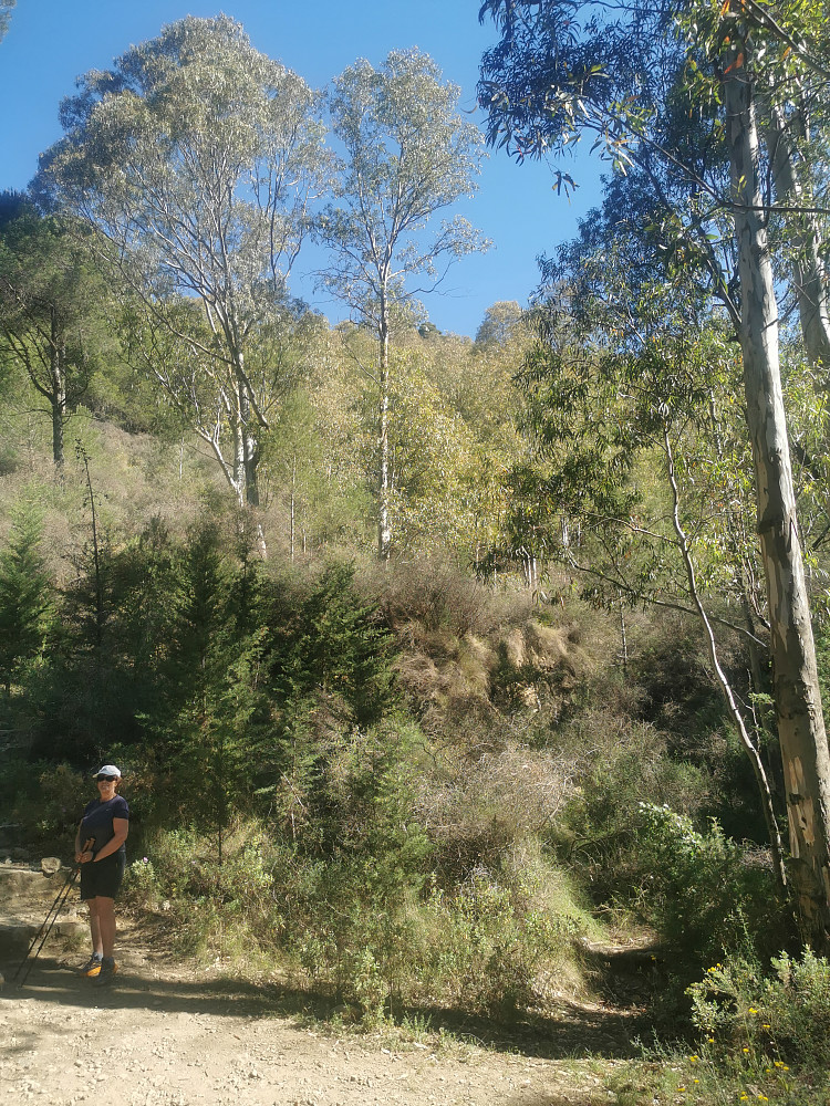 Eucalyptus, smart valg av tresort