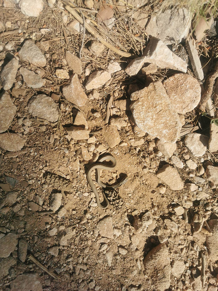 Montpellier snake(unge)? 
