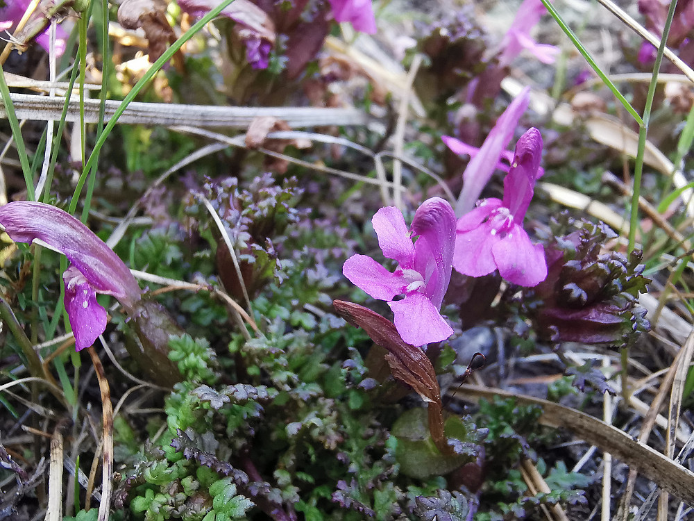 Kystmyrklegg