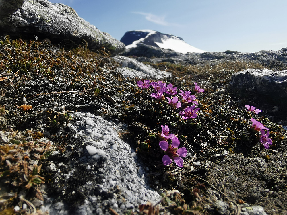 Ryggen sørover mot Bodøs høyeste punkt. Masse rødsildre i blomst, betegnende nok kåret til Nordland fylkesblomst 