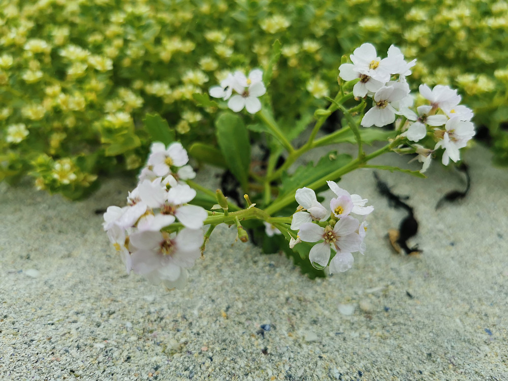 Strandreddik 