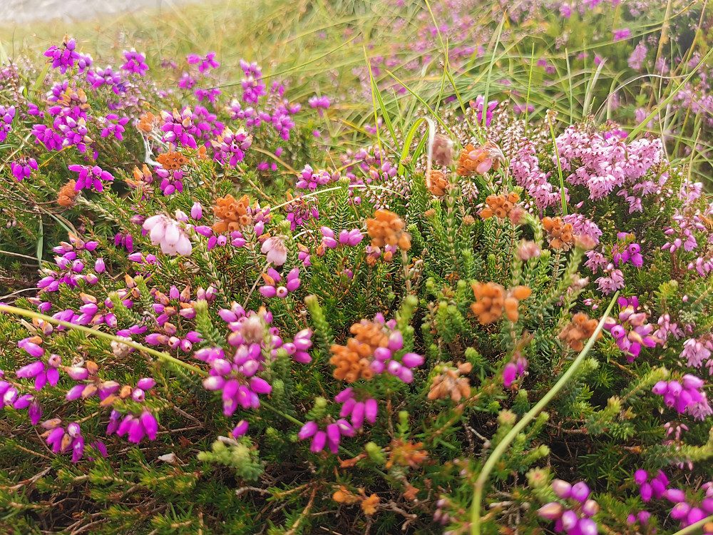 Alle tre lyngarter i samme tue: Purpurlyng kraftig purpurfarget(de brune er avblomstrete individer), klokkelyng (bleikrosa til venstre), røsslyng(oppe til høyre)