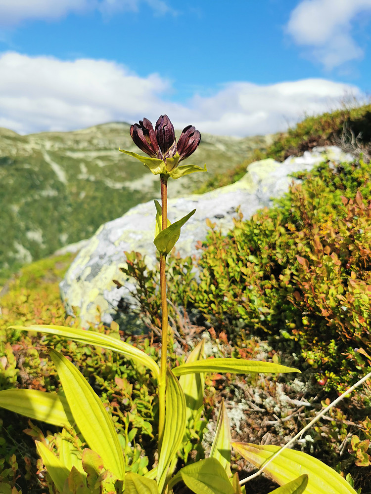 Søterot (Gentiana purpurea) 