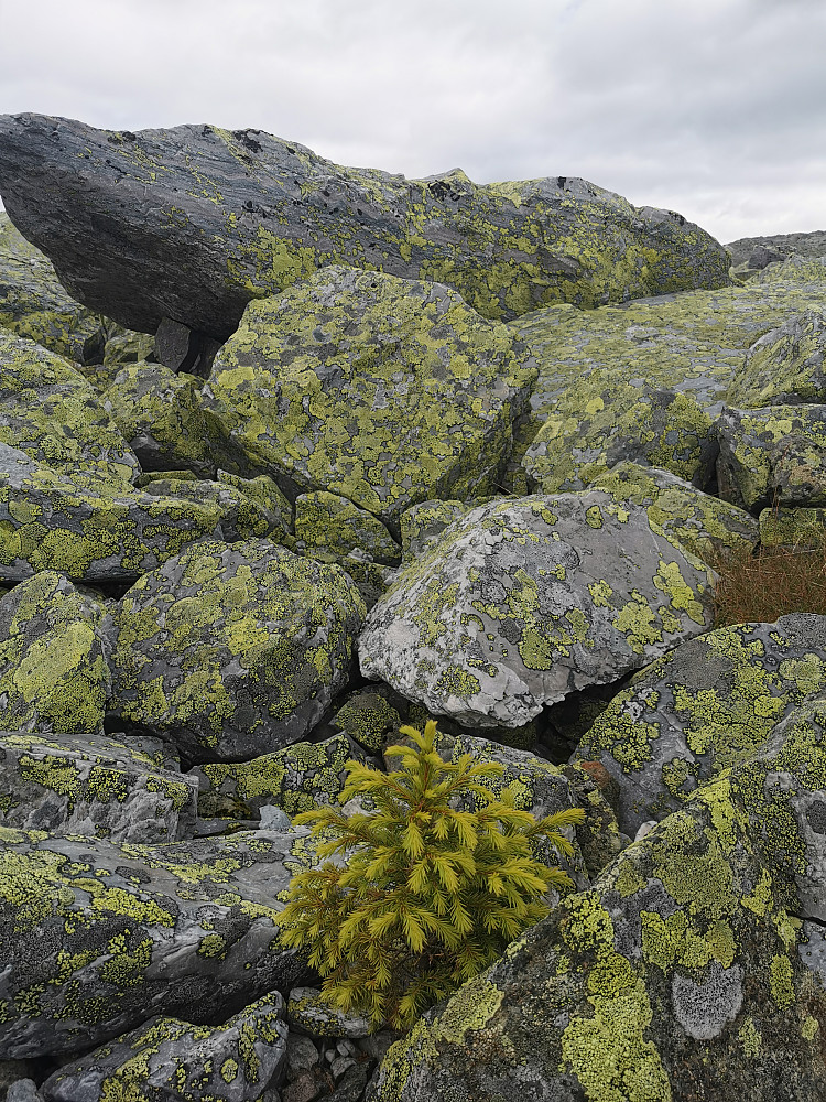 Skogen inntar fjellet, 1320 moh
