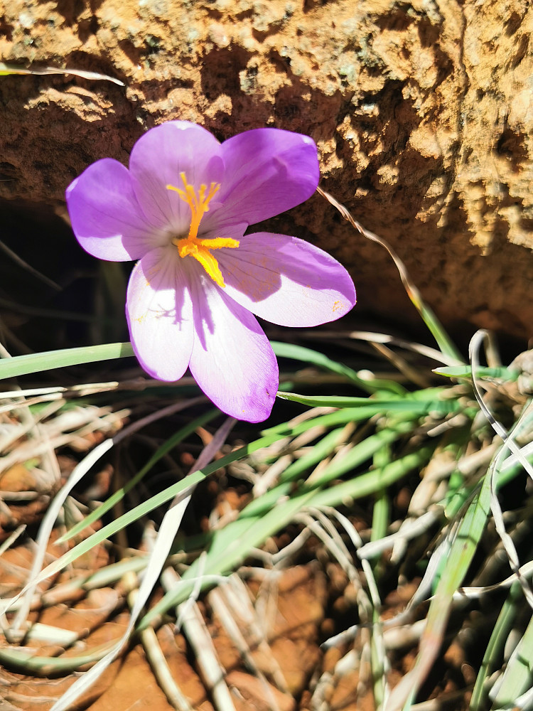 Crocus