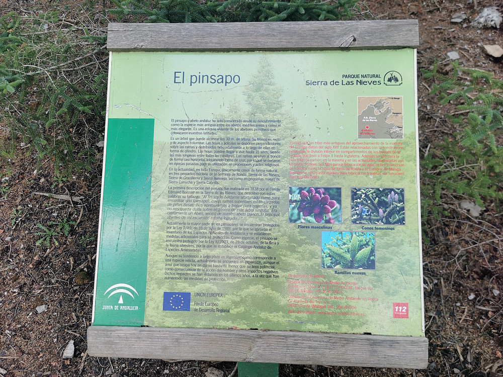 Granskogen her er helt spesiell med såkalt spansk gran (''Abies pinsapo''), hvor Sierra de las Nieves Natural Park huser 60% av verdens forekomst av denne høyreiste og grove gransorten, med opptil 5 meter stammediameter. Skal visstnok finnes spredt i Atlasfjellene også. Forekomsten nyter godt av relativt høy årsnedbør i fjellene her; følgelig antes de siste årenes tørke å utgjøre en økologisk trussel for denne sjeldne granskogen 