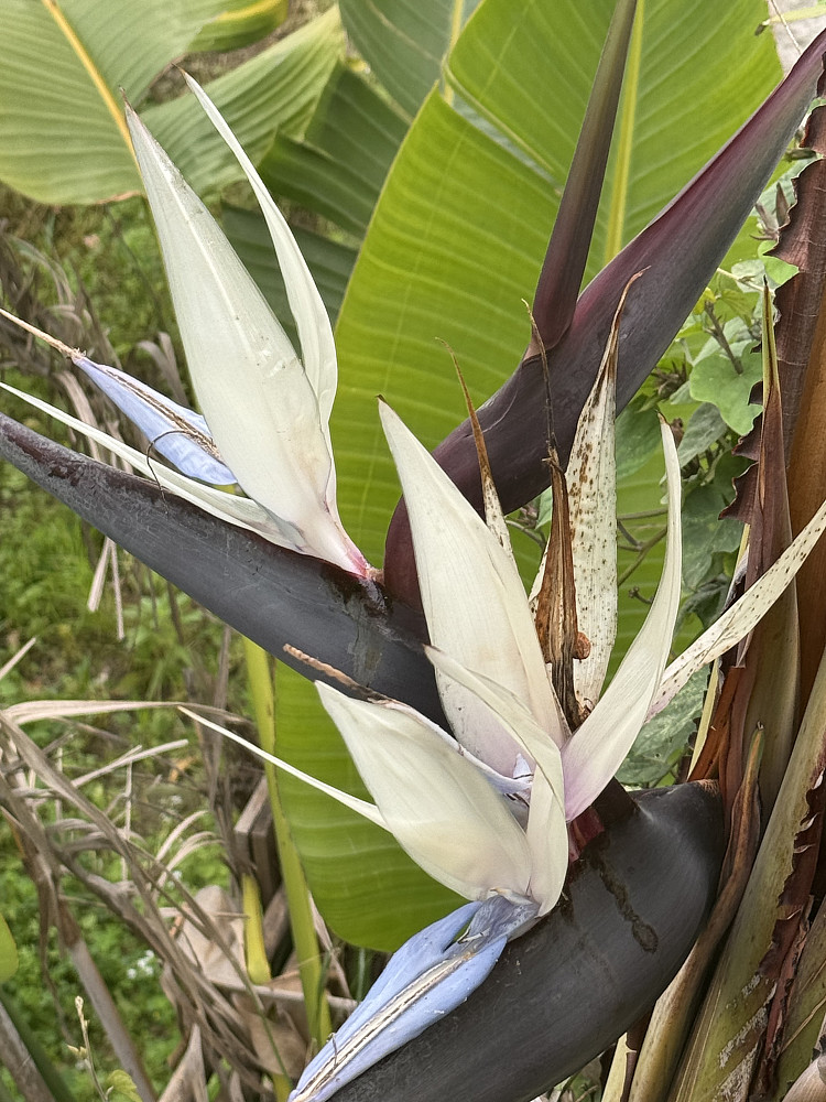 Bananblomst