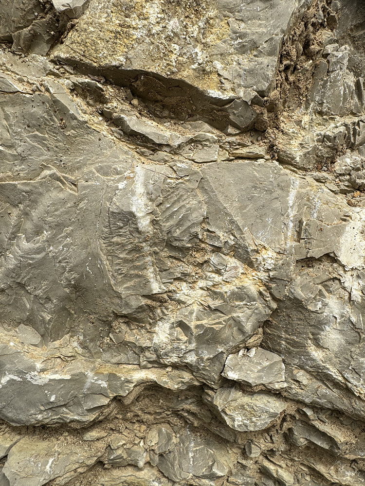 Trilobittfossil i kalksteinskjæring