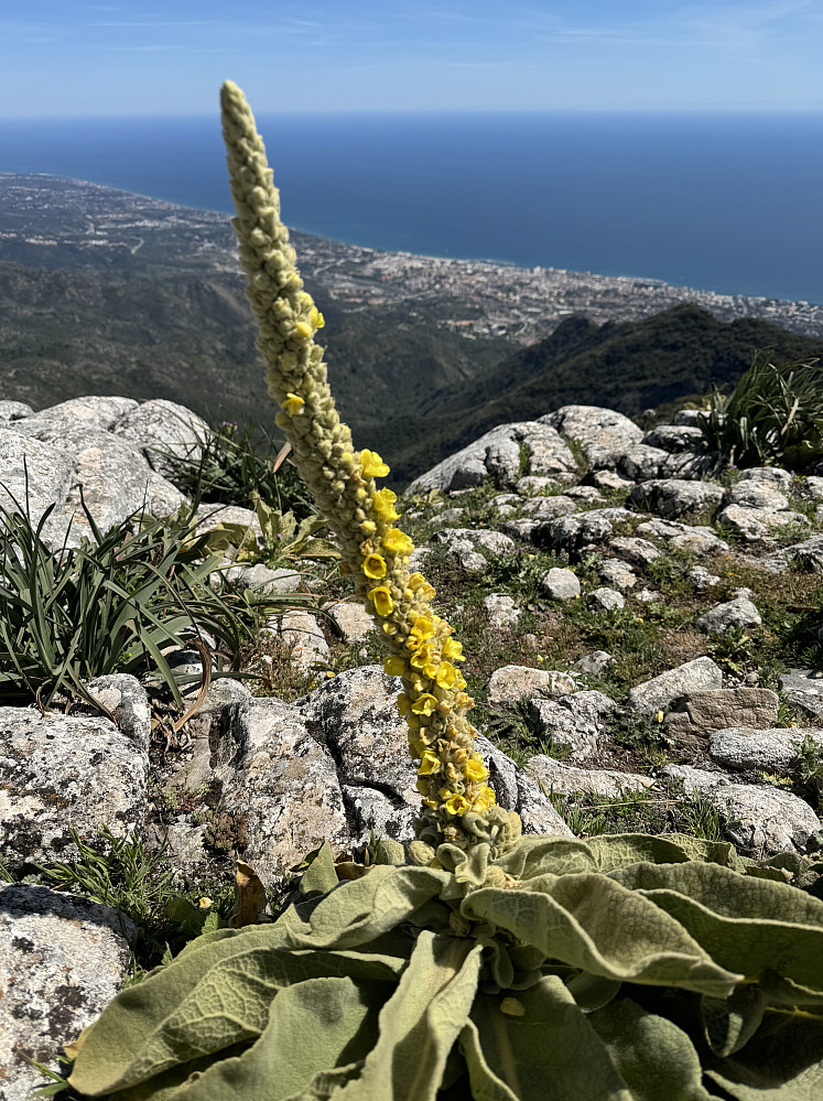 Kongslyslignende art nær toppen av Cerro de Lastonar, og Marbella nesten 1300m lavere