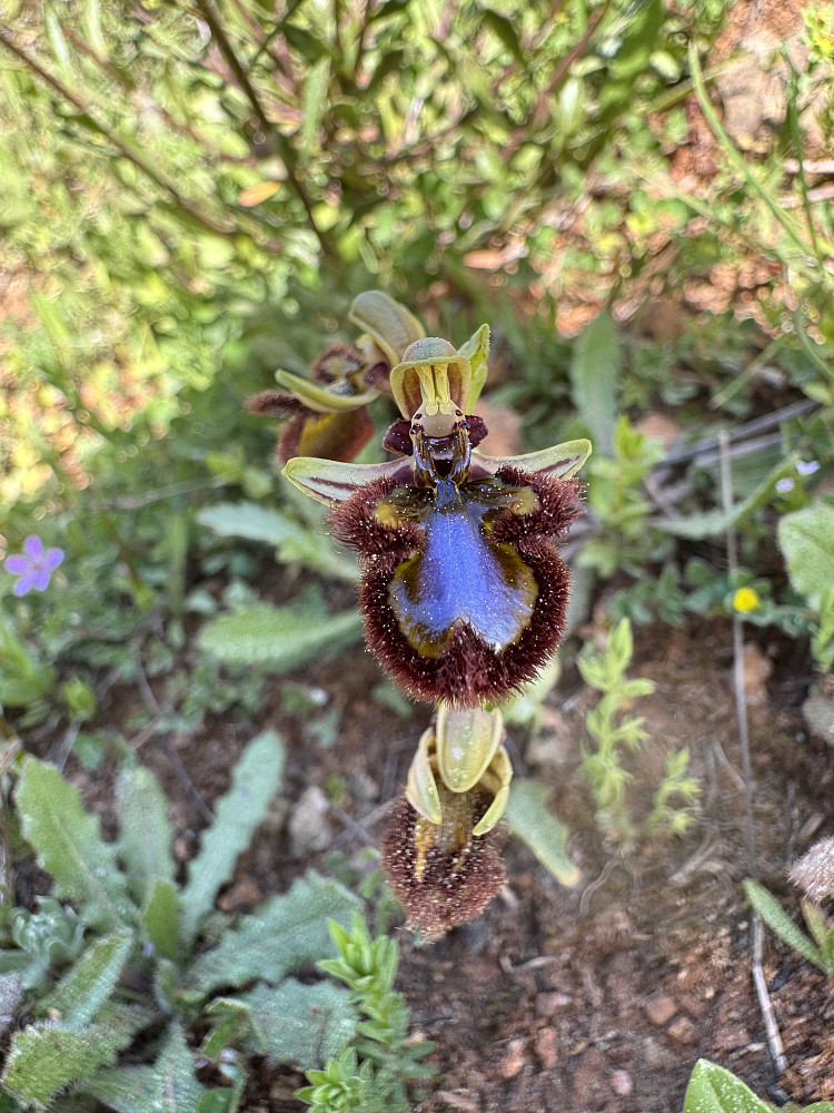 Ophrys speculum («mirror orchid»; blomsten ligner svært på en spesifikk art av veps)
