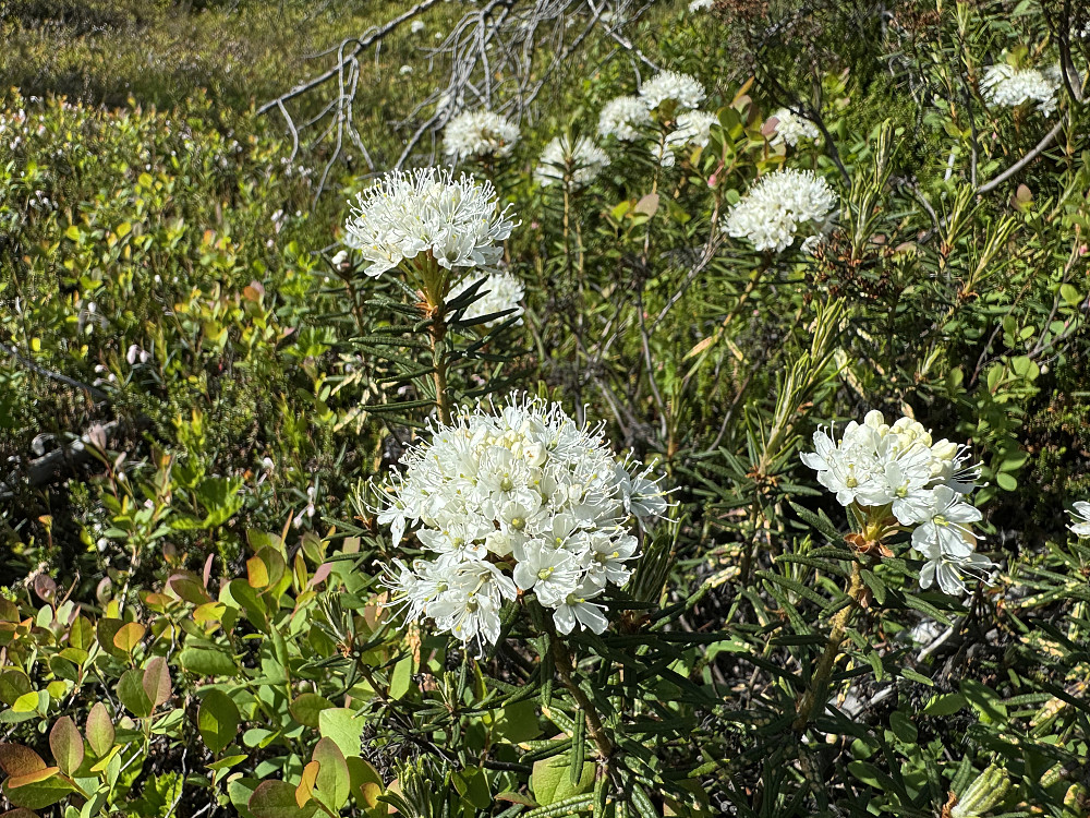Finnmarkspors