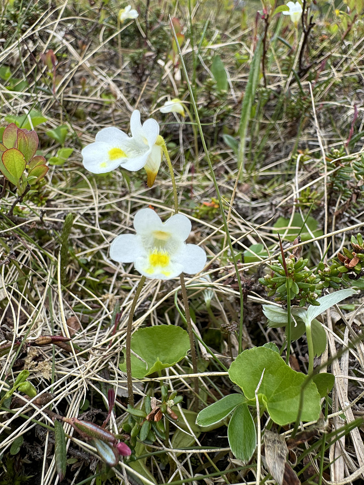 Fjelltettegras