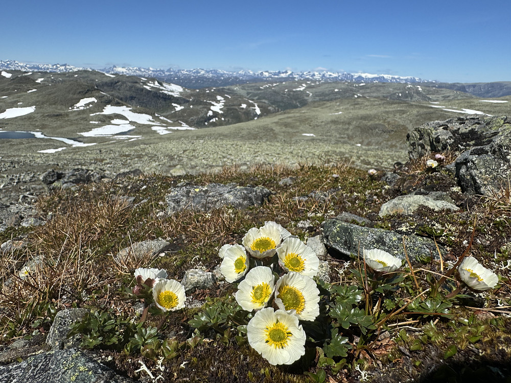 Hva passer vel bedre enn vår mest alpine blomsterplante mot Jotunbakgrunn