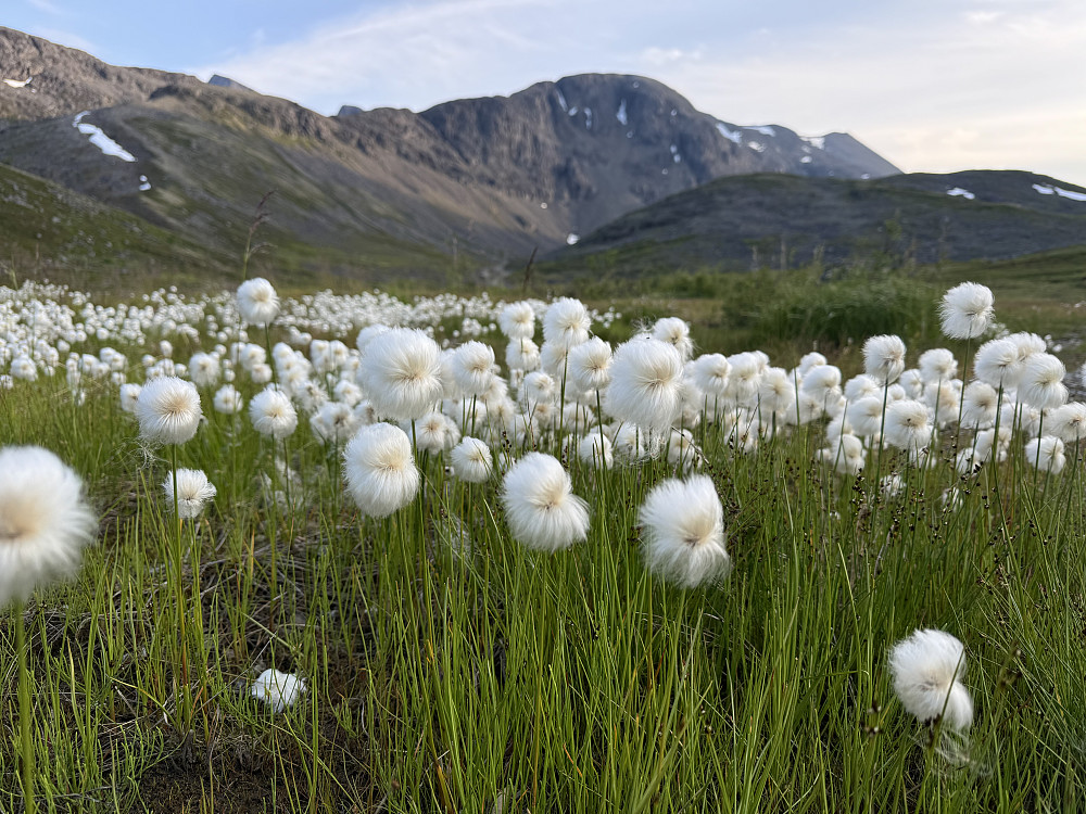 Snøull