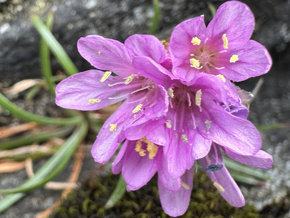 Tusenvis av strandnellik i blomst på Skogsøyklippene nå